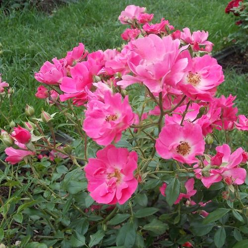 Jasnoróżowy - róże rabatowe polianty